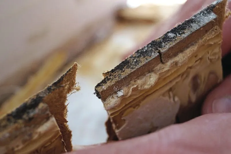 Schimmelbildung-parkett