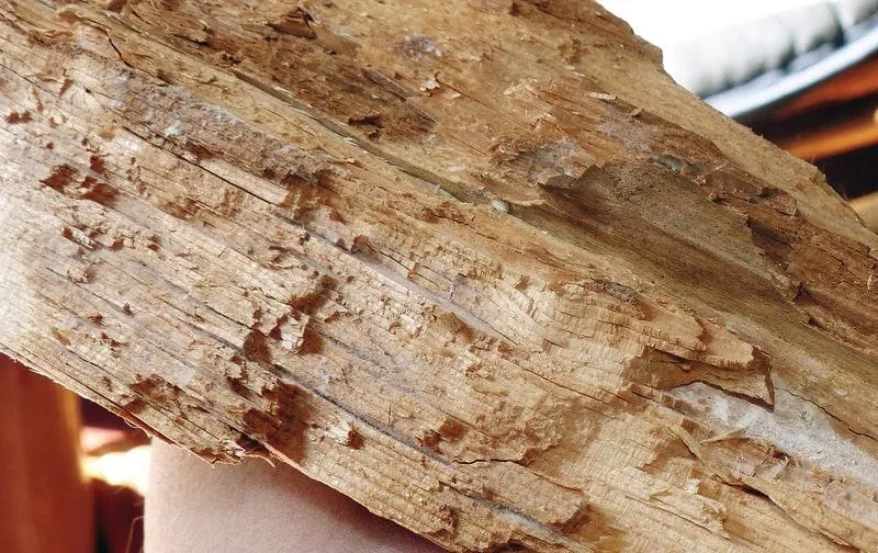 Was versteht man unter Braunfäule?