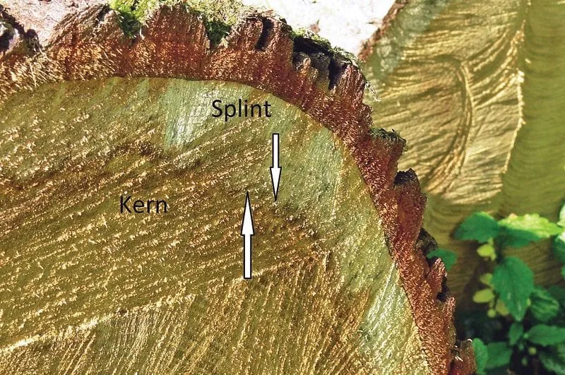 Was sind Kernholzbäume?