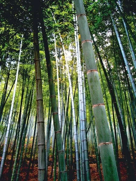 Was sind die Besonderheiten von Bambus?