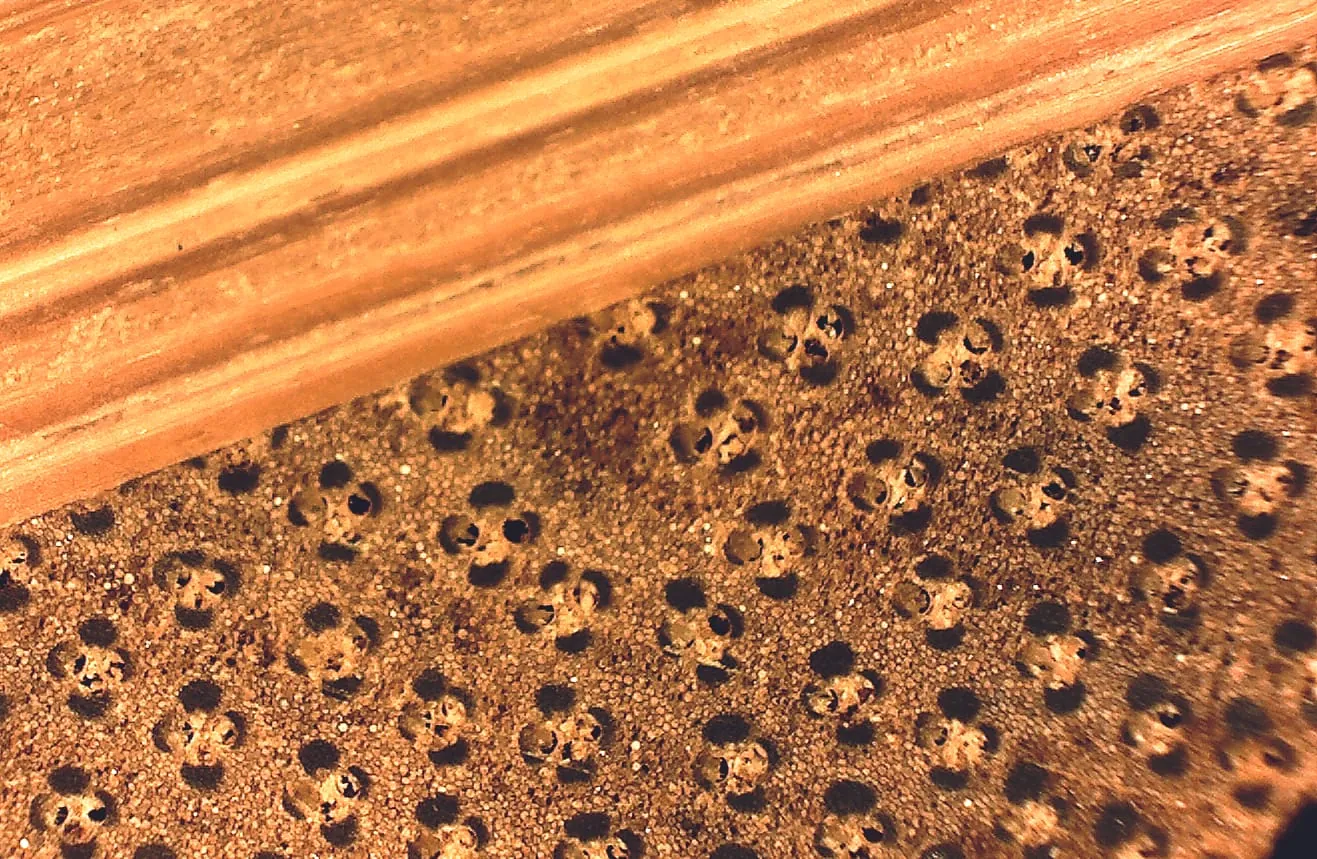 Bambus kann auch anders