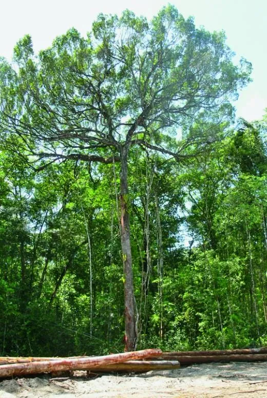 Bolletrie (Massaranduba)