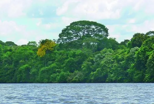 Hart, schwer, resistent – die acht wichtigsten Hölzer Surinams