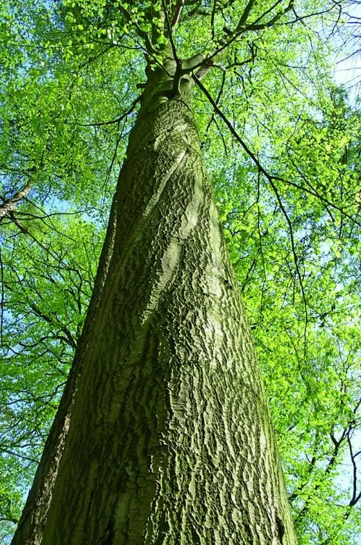 Der Schnitt beeinflusst die Optik