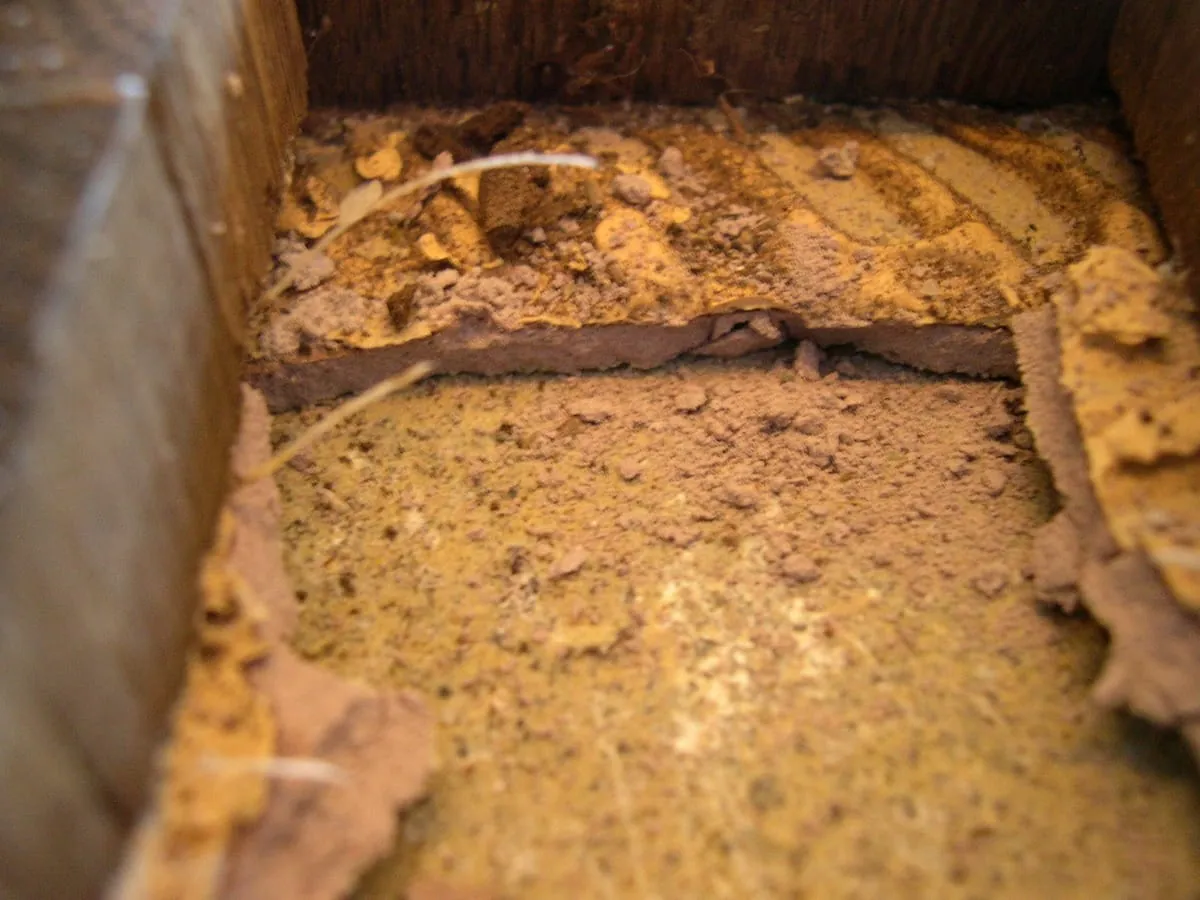 Was bei Hirnholzpsrkett zu beachten ist