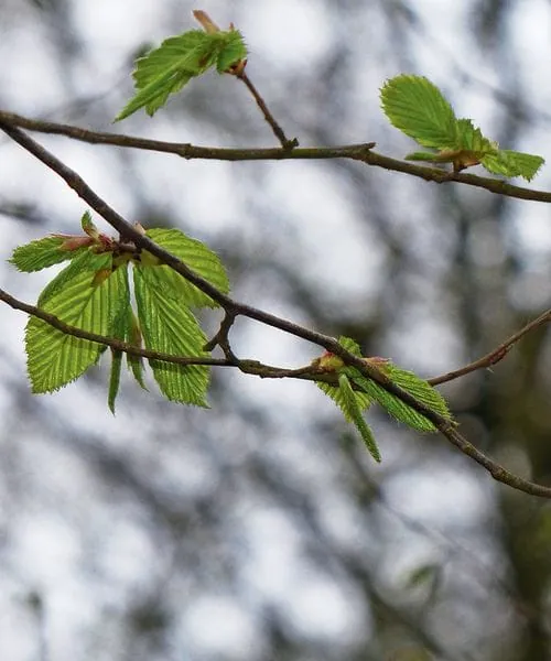 Hainbuche: gezackte, elliptische Blätter