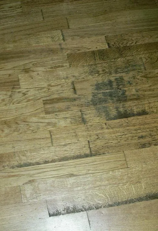 Auf den Hund gekommen