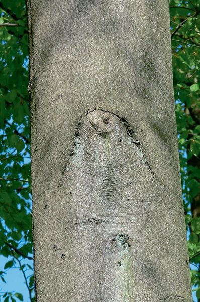 Ist Buche wieder im Rennen?
