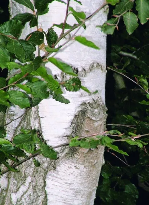 Ein Holz so exklusiv wie Marmor