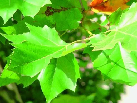 Selten genutzt, aber sehr dekorativ