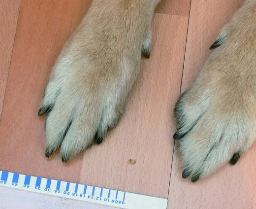 Zeigt her eure Krallen