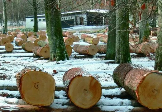 Traubeneichen im Pfälzer Wald