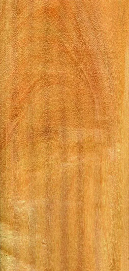 Exotisch, hell und hart im Nehmen