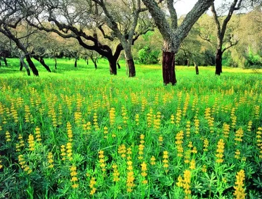 Fruchtbarer Boden für Kork