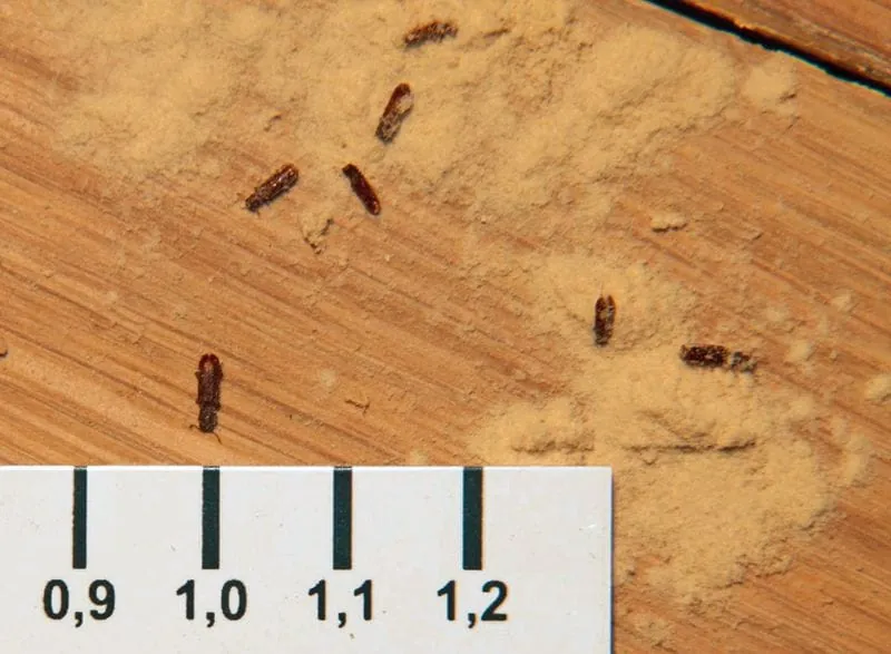 Viermal blöd gelaufen?