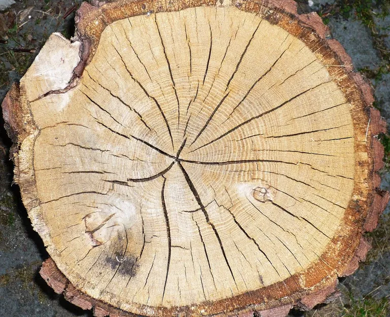 Holzrisse