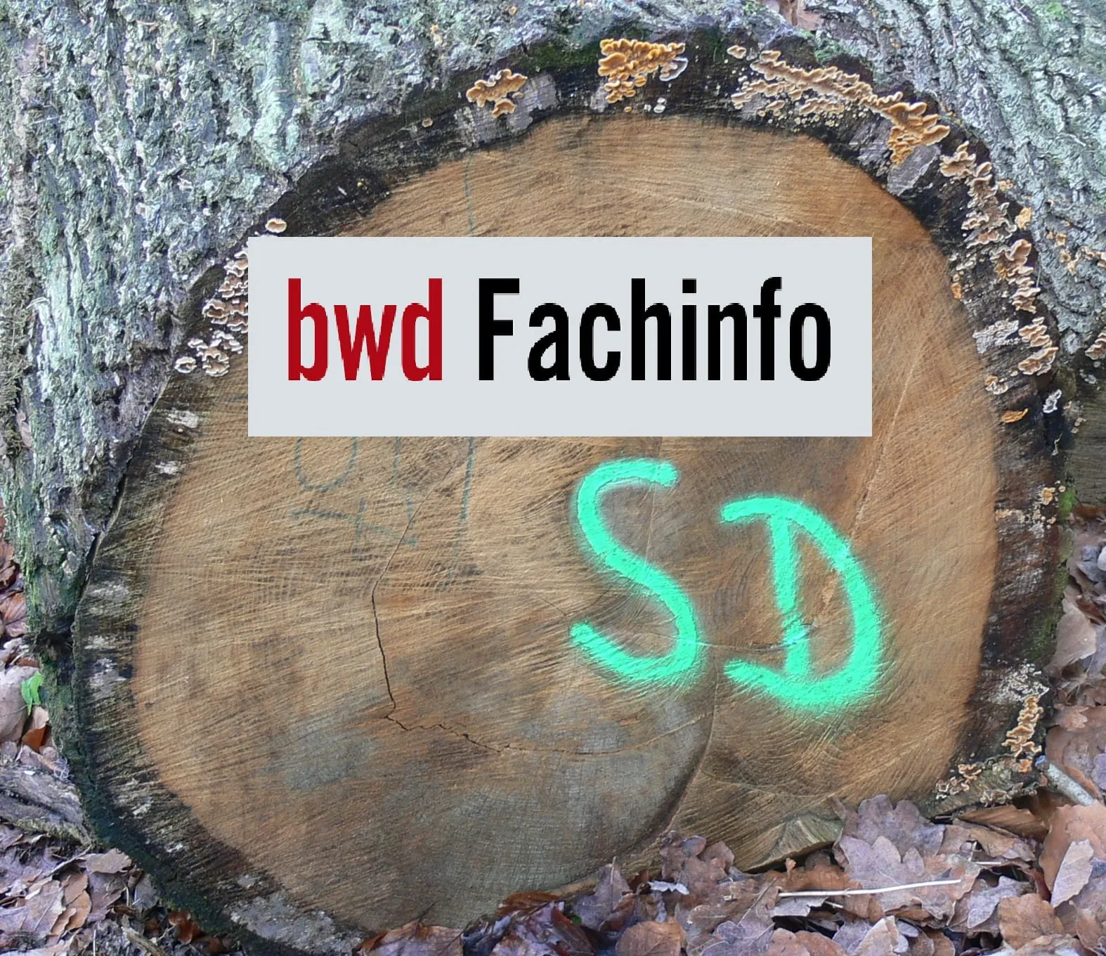 Was versteht man unter Splintholz?