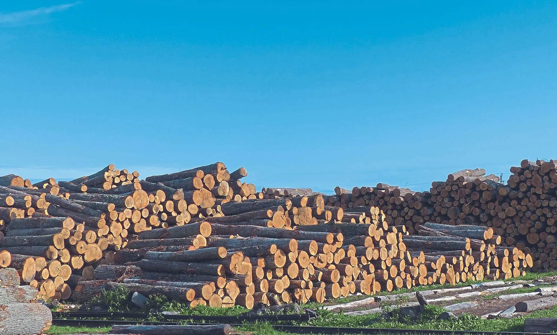 Was versteht man unter dem Begriff Rundholz?