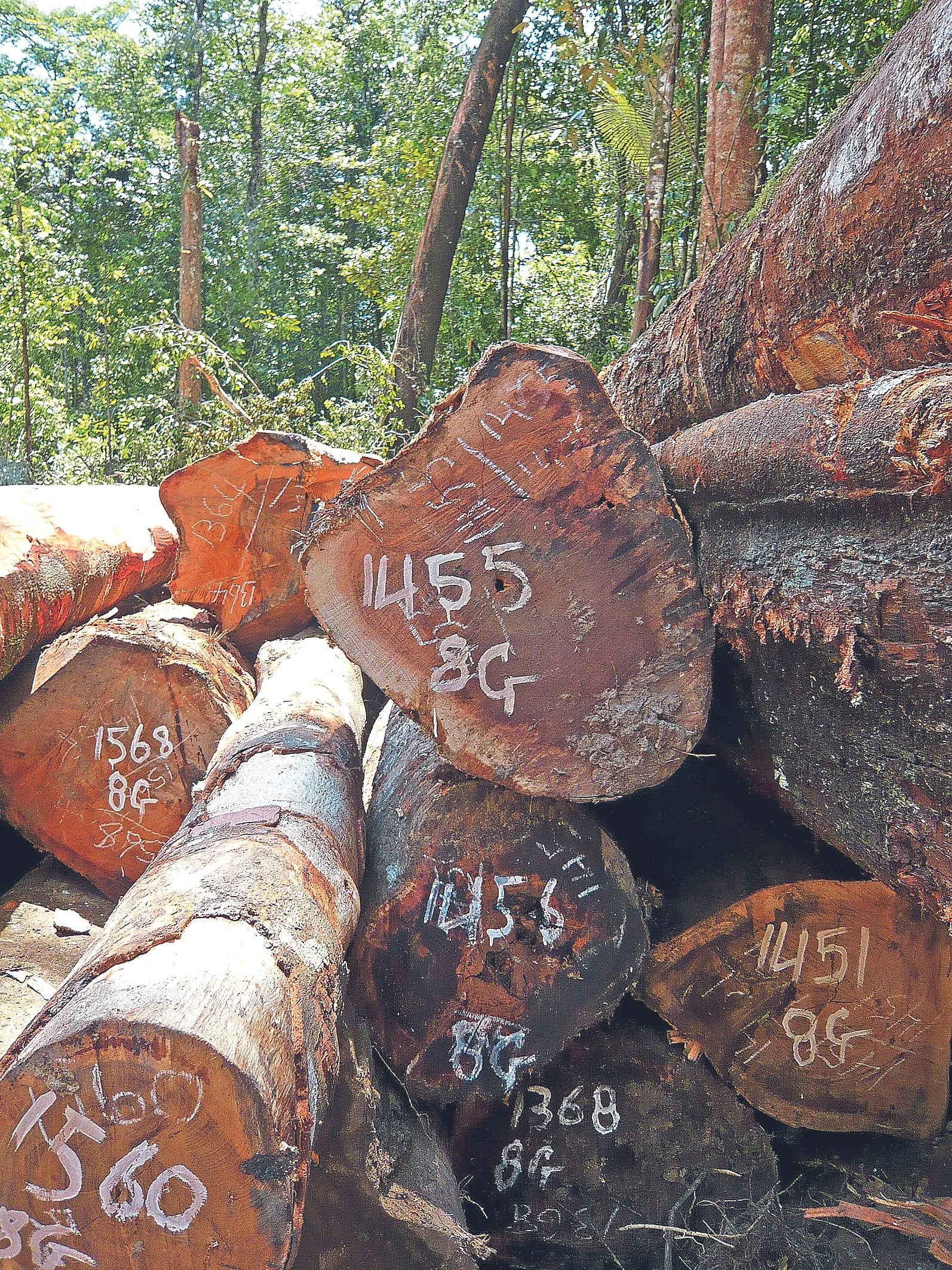 Aufgeschichtete Holzstämme