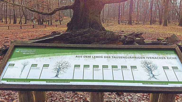 Eiche Zeitspanne