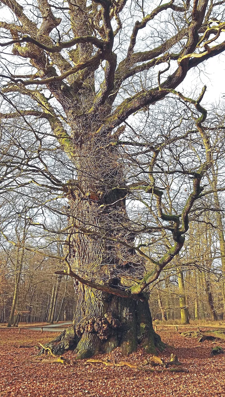 Eiche Baum