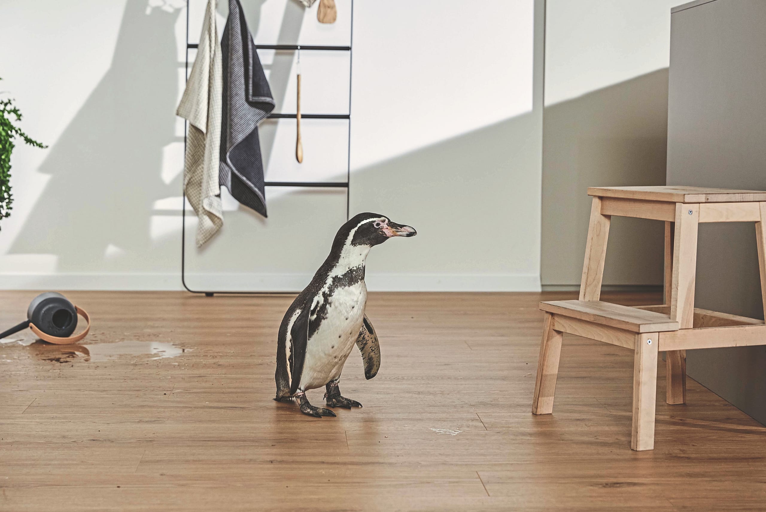 Pinguin auf dunklen Boden